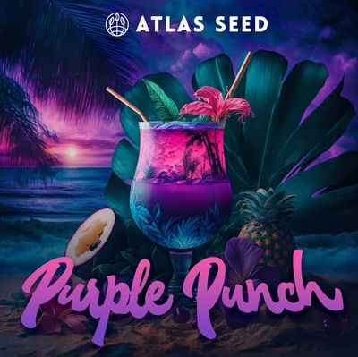 Atlas Seed -  Purple Punch (fem.) 🇺🇸 09898