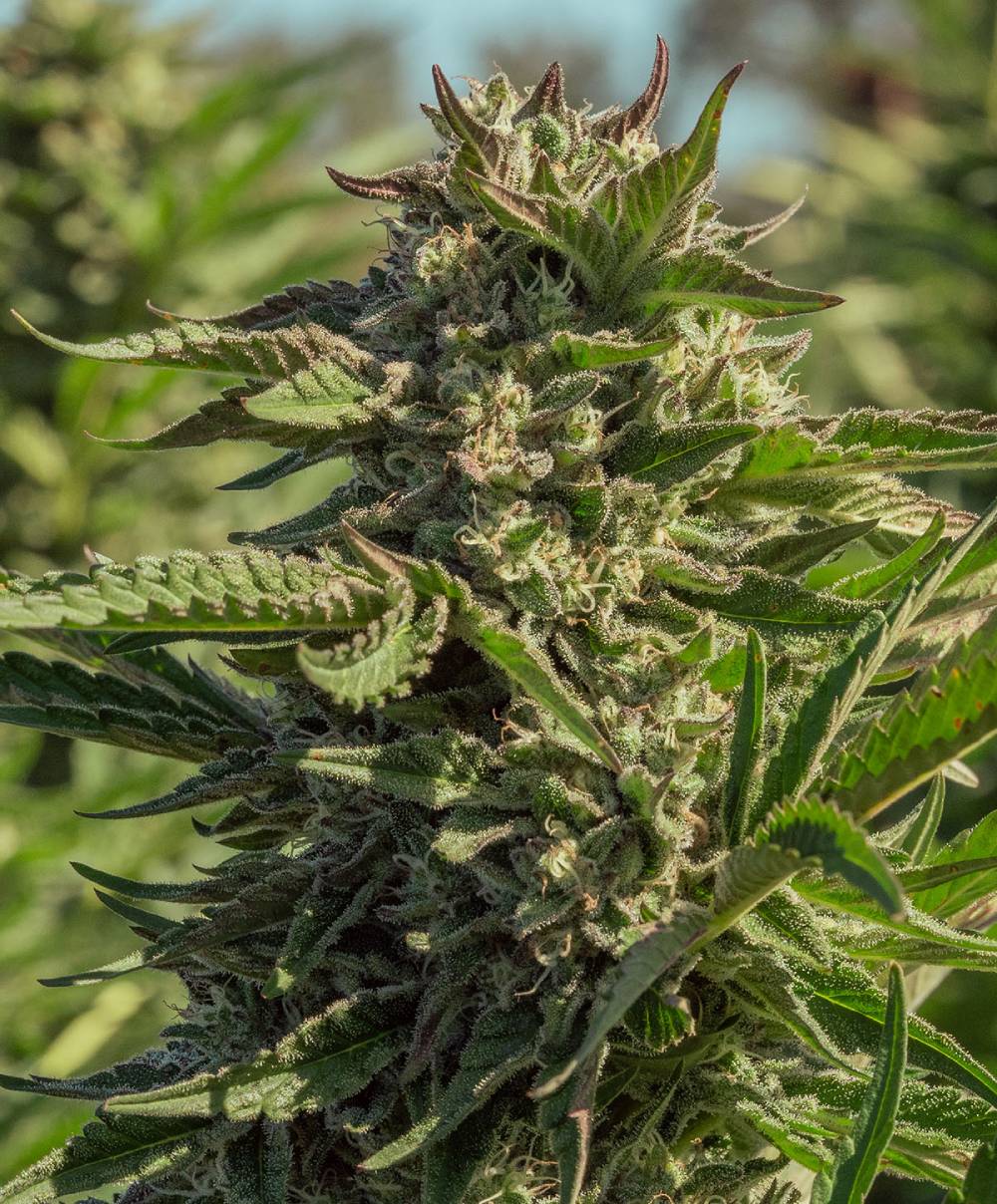 Atlas Seed - Peanut Butter Souffle (fem.) 🇺🇸