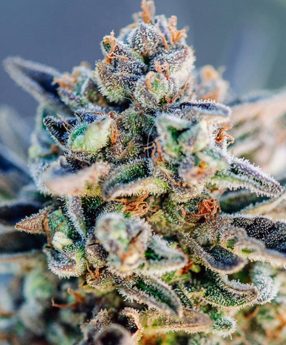Atlas Seed - Top Gun Auto (auto/fem.) 🇺🇸