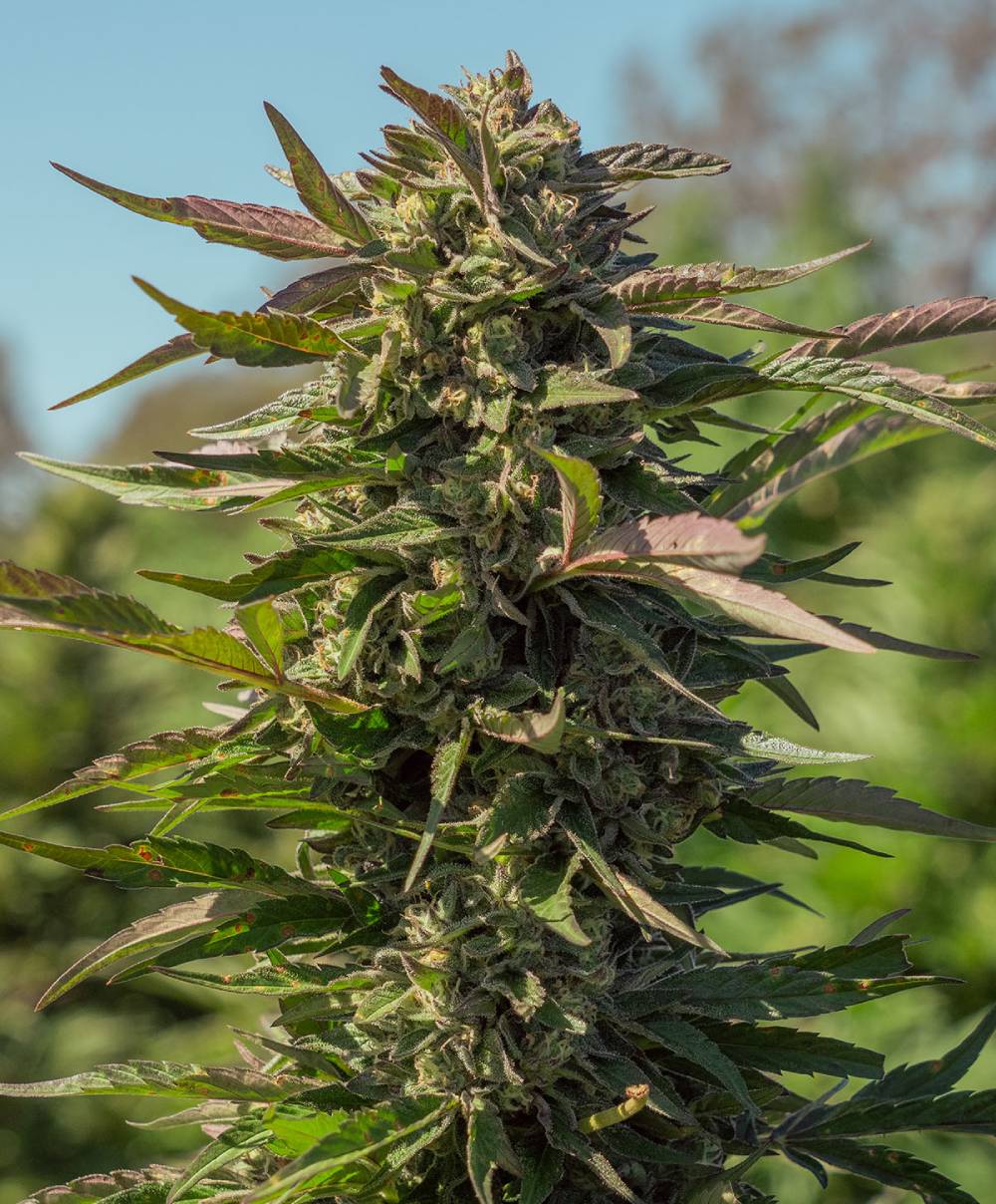 Atlas Seed - Snow Panda Fast (fem.) 🇺🇸