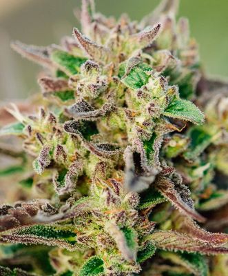 Atlas Seed - TriCross  Auto (auto/fem.) 🇺🇸 09901