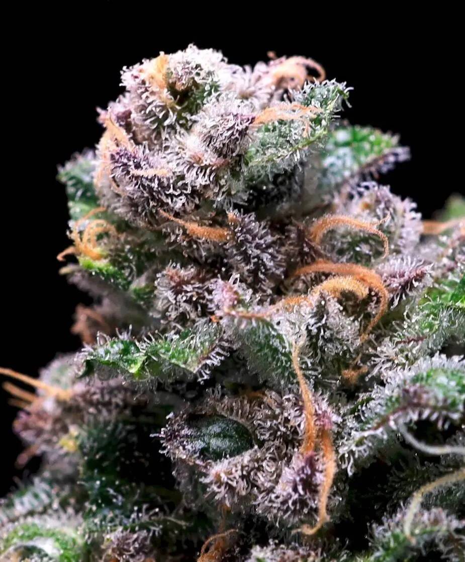 Atlas Seed - Tropical Cooler (fem.) 🇺🇸