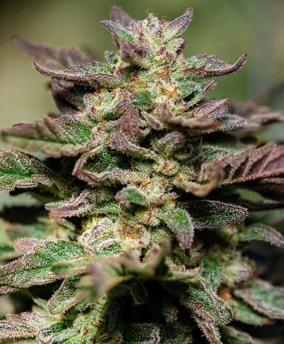Atlas Seed - Dosidos S1 Fast (fem.) 🇺🇸