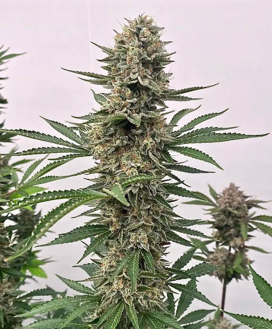 Atlas Seed - Space Panda (fem.) 🇺🇸