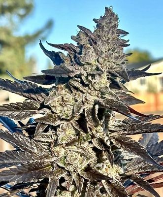 Atlas Seed - Super Sour Runtz (fem.) 🇺🇸 09906