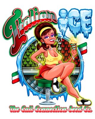 The Cali Connection - Italian Ice (fem.) 🇺🇸 06193