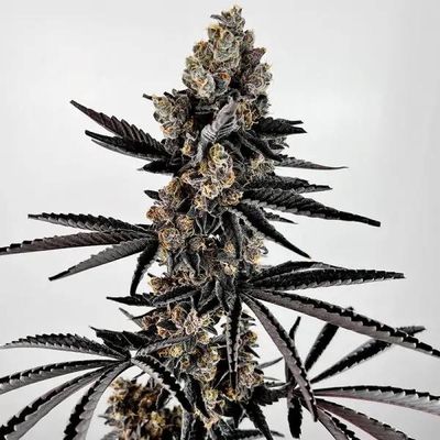 Exotic Genetix -  Planet Sherb (fem.) 🇺🇸 09908
