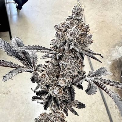 Exotic Genetix - Money Ball (fem.) 🇺🇸 09907