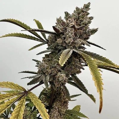 Exotic Genetix - Project 9 (fem.) 🇺🇸 09909
