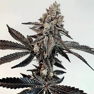 Exotic Genetix - Slaphappy (fem.) 🇺🇸 09910