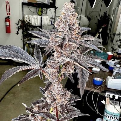 Exotic Genetix - Strawneapple (fem.) 🇺🇸 09911