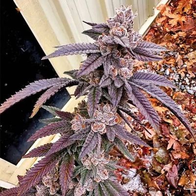 Exotic Genetix - Yikes (fem.) 🇺🇸 09912