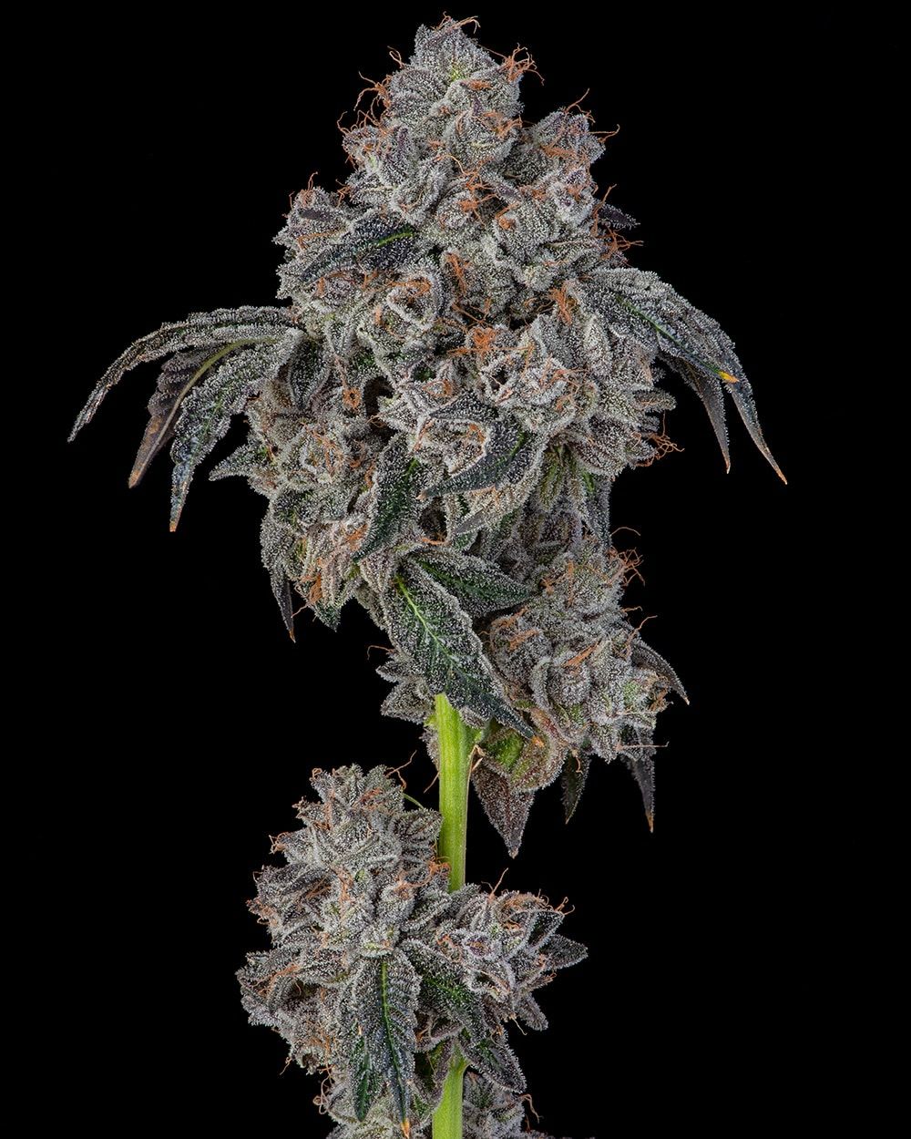 Cookies Seed Bank - Blueberry Cherries (fem.) 🇺🇸