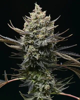 Cookies Seed Bank - Corn Syrup (fem.) 🇺🇸 09916