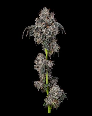 Cookies Seed Bank - Blueberry Cherries (fem.) 🇺🇸 09913