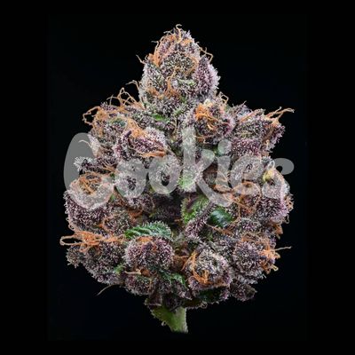 Cookies Seed Bank - Candy Candy (fem.) 🇺🇸 09914