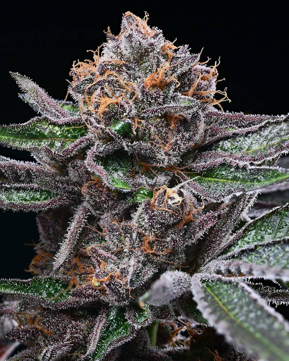 Cookies Seed Bank - Candy Candy (fem.) 🇺🇸