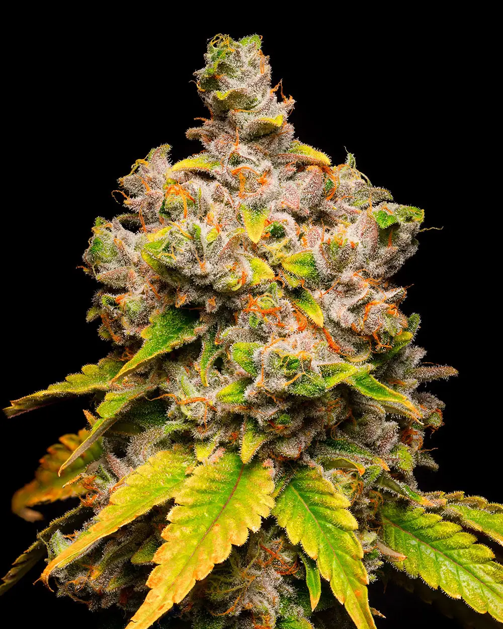 Cookies Seed Bank - Lemon Cherry Sherb (fem.) 🇺🇸