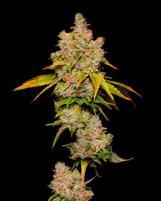 Cookies Seed Bank - Lemon Cherry Sherb (fem.) 🇺🇸 09920