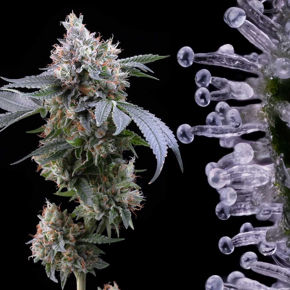 Cookies Seed Bank - Dirty Diana (fem.) 🇺🇸