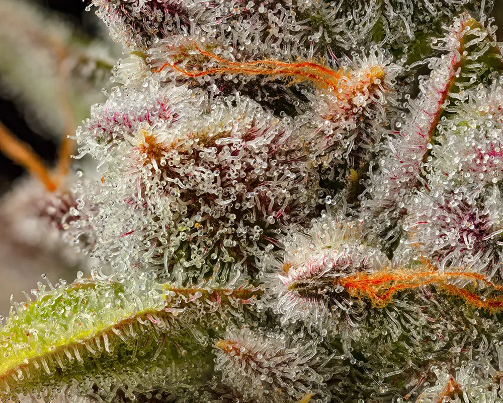 Cookies Seed Bank - Lemon Cherry Sherb (fem.) 🇺🇸