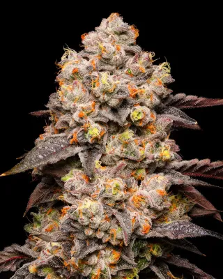 Cookies Seed Bank - Dried Fruit (fem.) 🇺🇸 09918