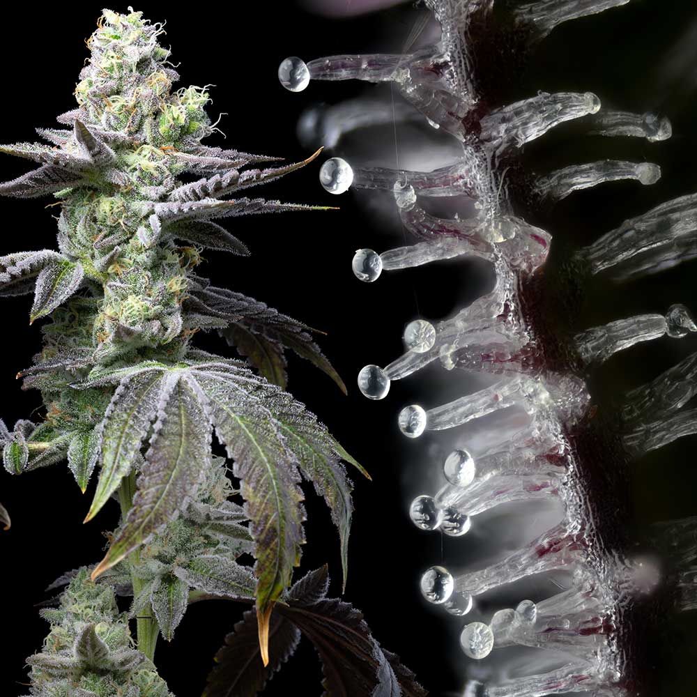 Cookies Seed Bank - Wet Wet (fem.) 🇺🇸