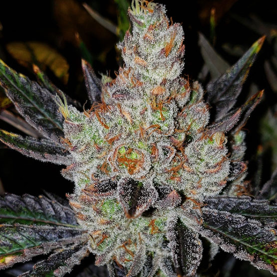ETHOS Genetics - 10TH Planet R1 (fem.) 🇺🇸