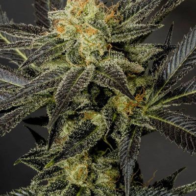 The Cali Connection - LA Affie (fem.) 🇺🇸 03439