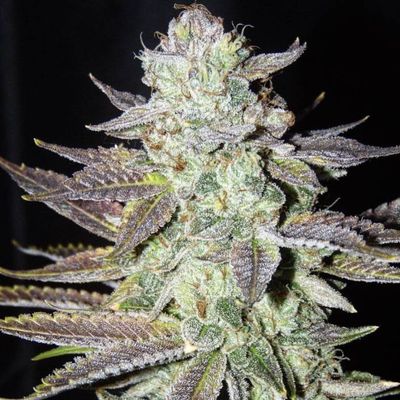 The Cali Connection - LA Cookies (fem.) 🇺🇸 05414