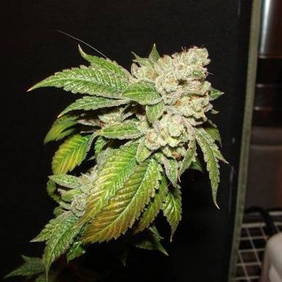 The Cali Connection - Larry OG Kush (fem.) 🏆 04909