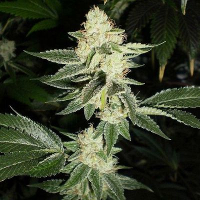 The Cali Connection - Louis XIII OG (fem.) 🏆 05415