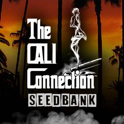 The Cali Connection - Mint Milano (fem.) 🇺🇸