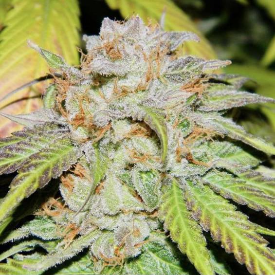 The Cali Connection - OGiesel (reg.) 🇺🇸