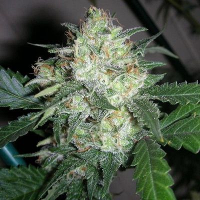 The Cali Connection - OGiesel (reg.) 🇺🇸 03441