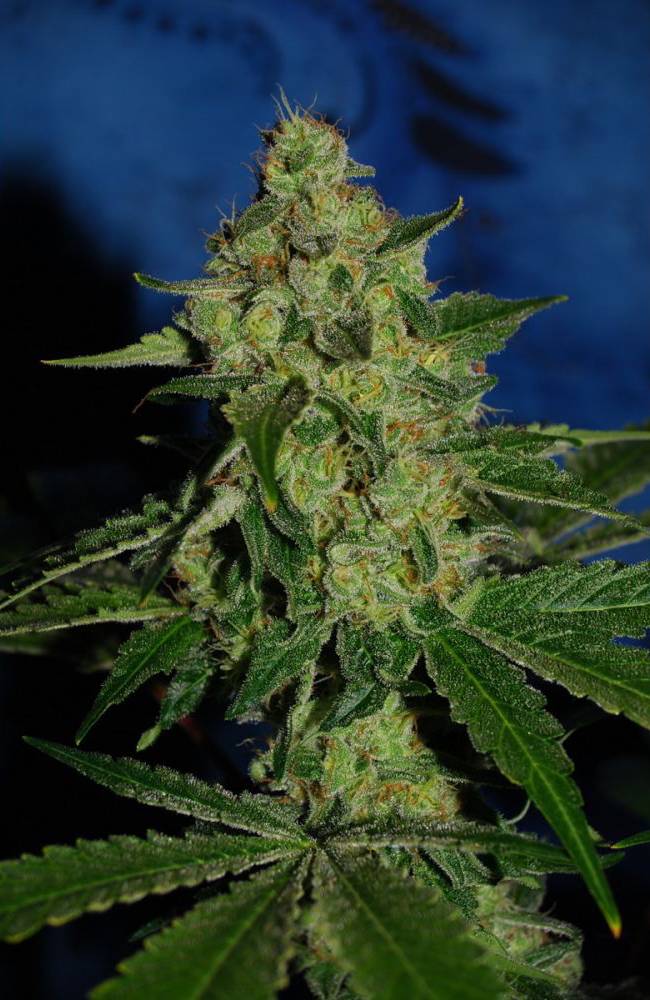 The Cali Connection - OGiesel (reg.) 🇺🇸