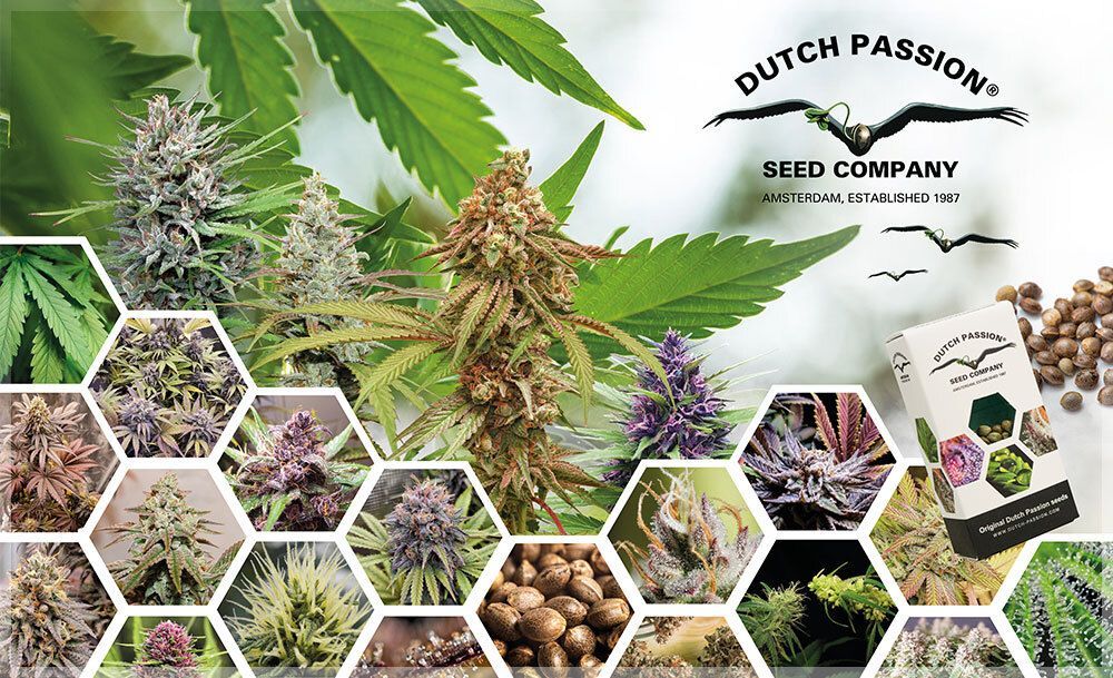 Dutch Passion - Blue Zushi (fem.)