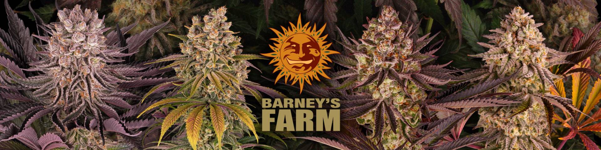 Barney's Farm - Black Cherry Gushers (fem.)