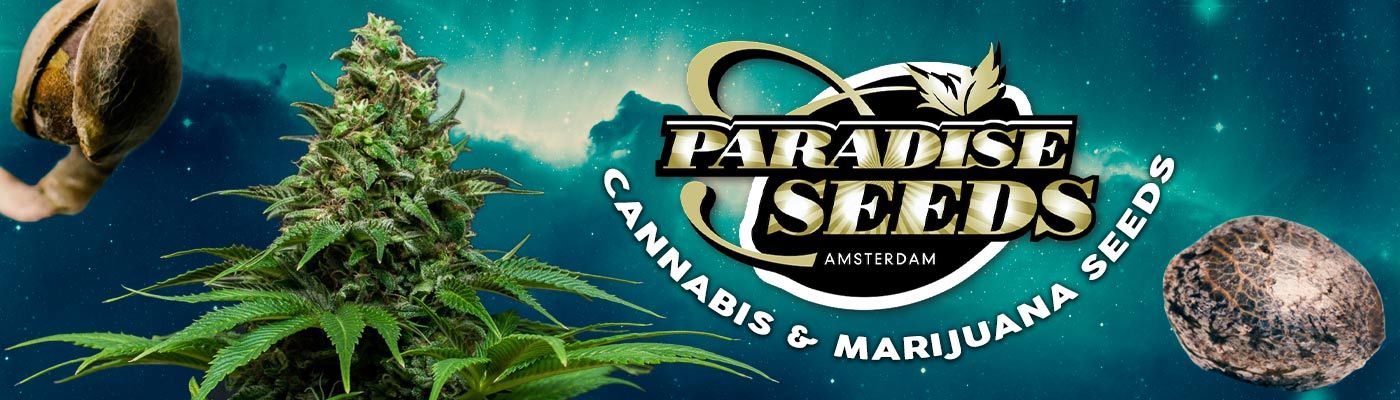 Paradise Seeds - Pandora (auto/fem.)