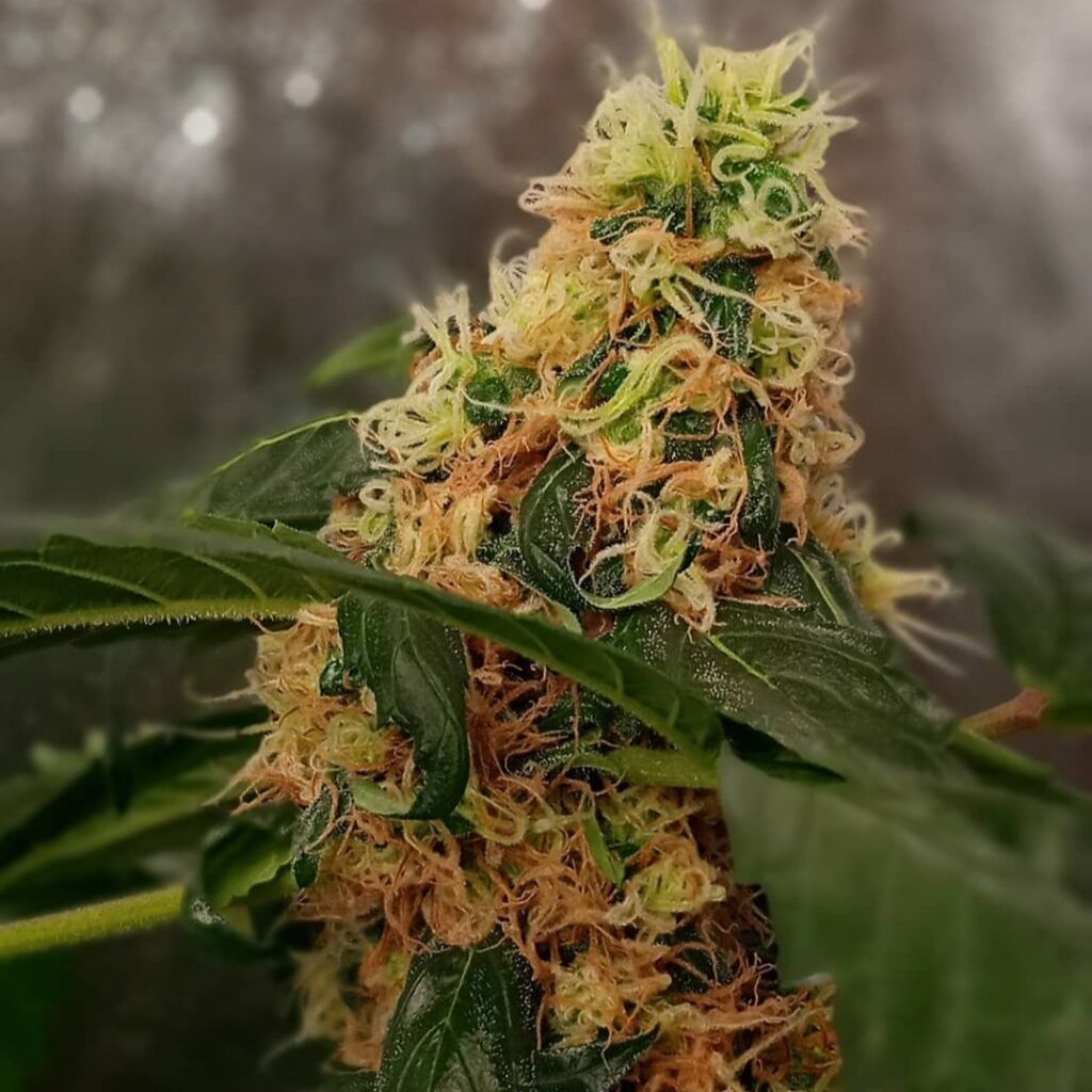 Kannabia Seeds - CBG Auto (auto/fem.)