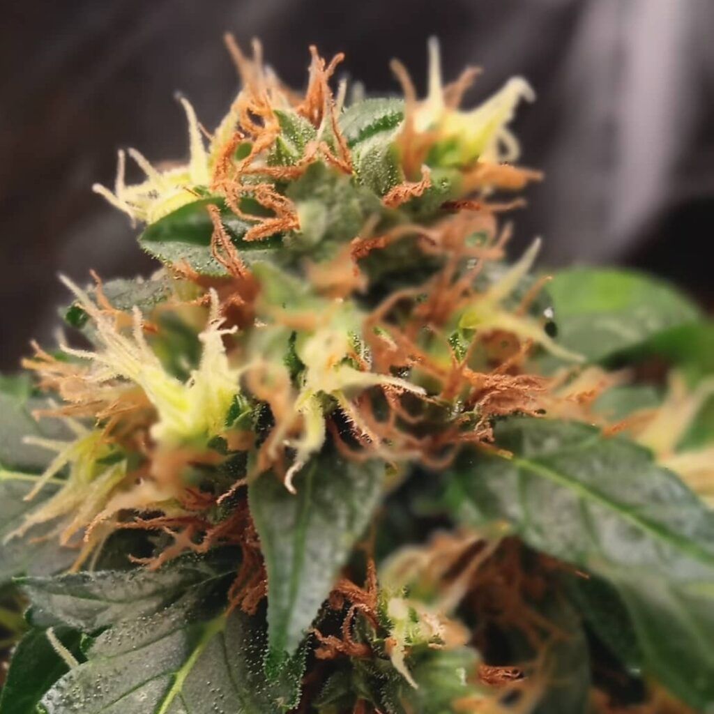 Kannabia Seeds - CBG Auto (auto/fem.)