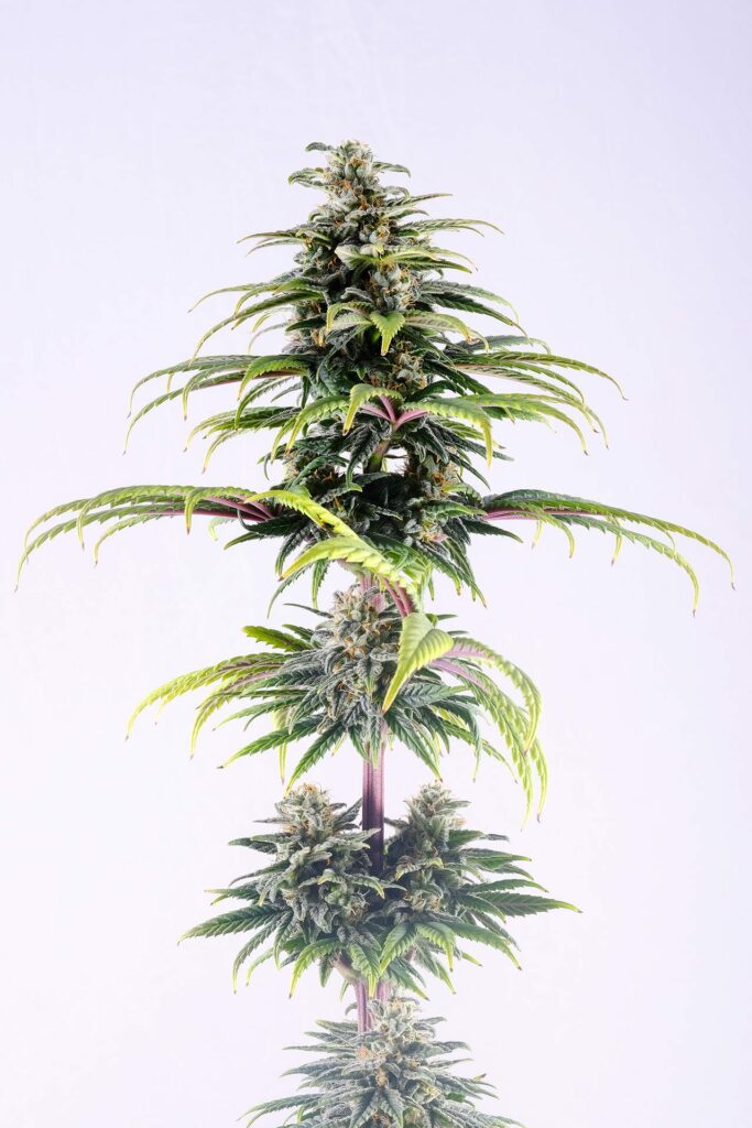 Kannabia Seeds - CBG Auto (auto/fem.)