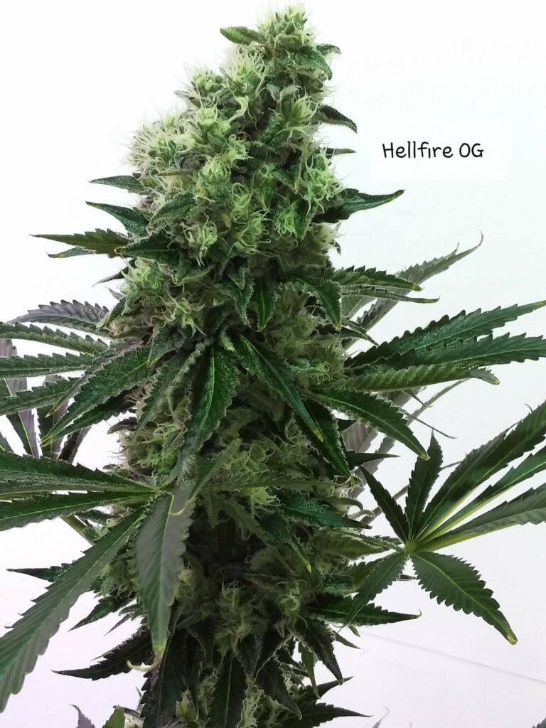 Kannabia Seeds - Hellfire OG (fem.)