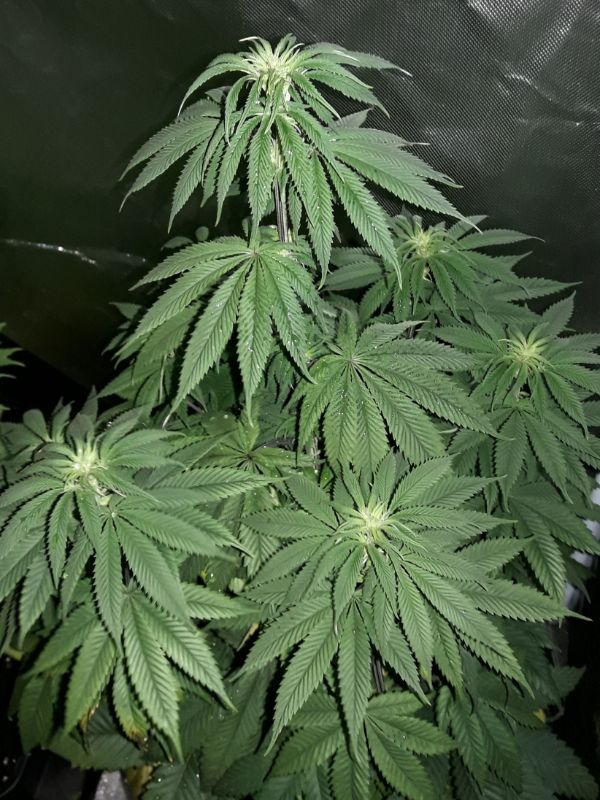 Kannabia Seeds - Hellfire OG (fem.)