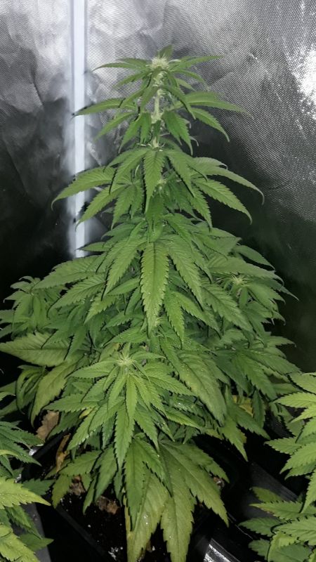 Kannabia Seeds - Hellfire OG (fem.)