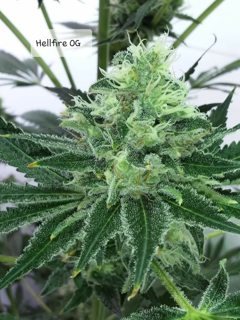 Kannabia Seeds - Hellfire OG (fem.)