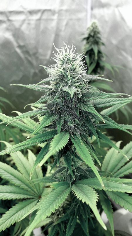 Kannabia Seeds - Hellfire OG (fem.)