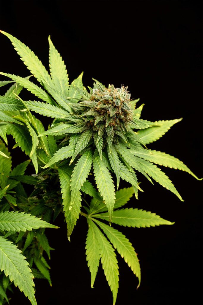 Kannabia Seeds - Hellfire OG (fem.)