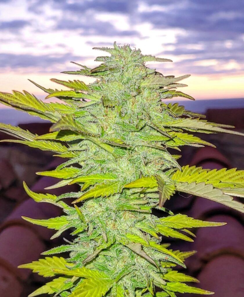 Kannabia Seeds - Hellfire OG (fem.)