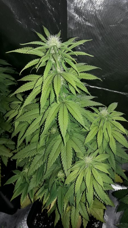 Kannabia Seeds - Hellfire OG (fem.)